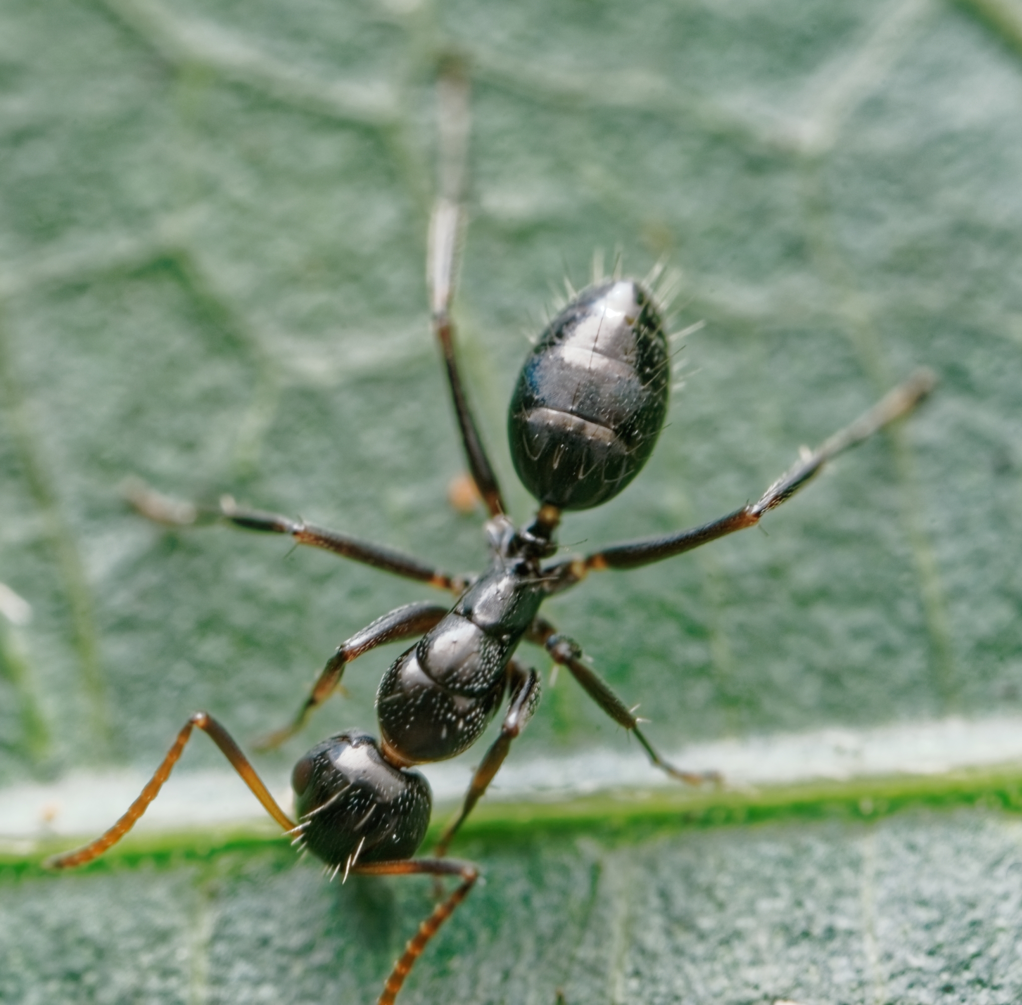 Camponotus reticulatus