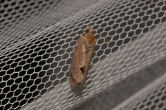 Cryptophlebia ombrodelta