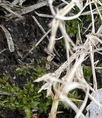 Hyophila involuta
