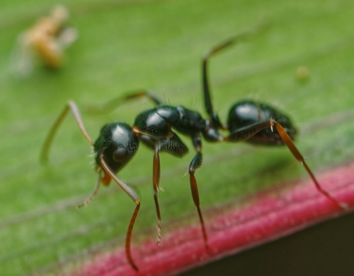 Camponotus reticulatusCamponotus reticulatus