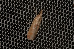 Syntonarcha iriastis