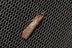 Syntonarcha iriastis