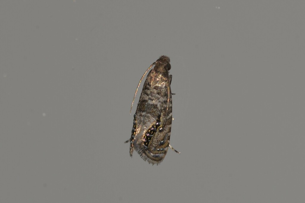 Glyphipterix marmaropa