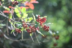 Photinia niitakayamensis