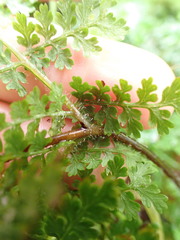 Hypolepis millefolium