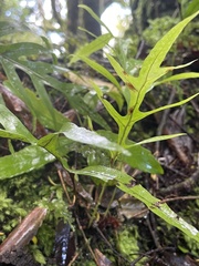 Microsorum novae-zealandiae