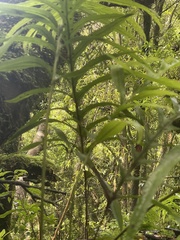 Microsorum novae-zealandiae