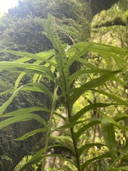 Microsorum novae-zealandiae