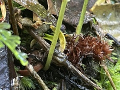 Microsorum novae-zealandiae