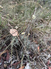 Leucochrysum albicans albicans