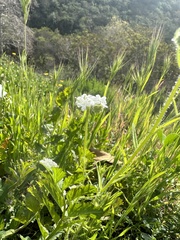 Cryptantha intermedia