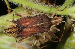 Harmostes fraterculus