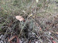Leucochrysum albicans albicans