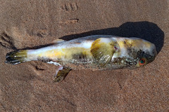 Amblyrhynchote honckenii