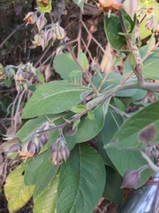 Trichodesma calycosum