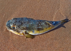 Amblyrhynchote honckenii