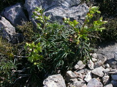 Helleborus foetidus