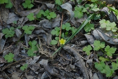 Ranunculus taisanensis