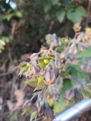 Trichodesma calycosum