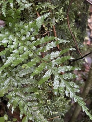 Asplenium lamprophyllum