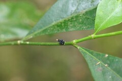 Kalidasa nigromaculata