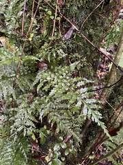 Asplenium lamprophyllum