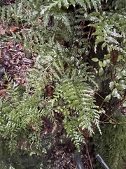 Asplenium lamprophyllum