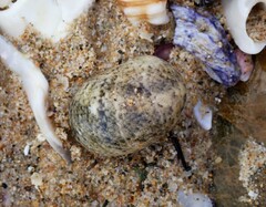 Nerita erythrostoma