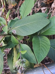 Trichodesma calycosum