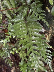 Asplenium lamprophyllum