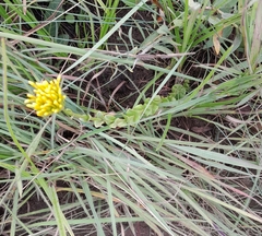 Sebaea sedoides