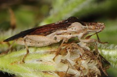 Harmostes fraterculus