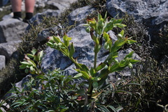 Helleborus foetidus