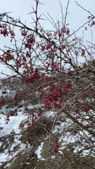 Berberis vulgaris