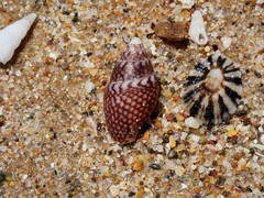 Pardalinops testudinaria