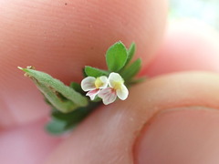 Ornithopus perpusillus