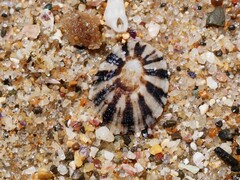 Scutellastra peronii