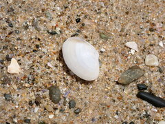 Mactrotoma antecedens