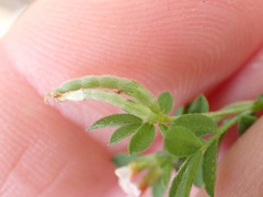 Ornithopus perpusillus