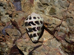 Conus ebraeus