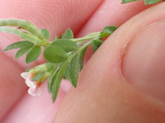 Ornithopus perpusillus