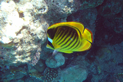 Chaetodon fasciatus