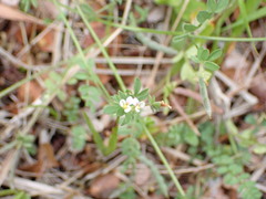 Ornithopus perpusillus
