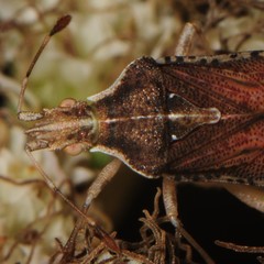 Harmostes fraterculus