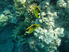 Chaetodon fasciatus