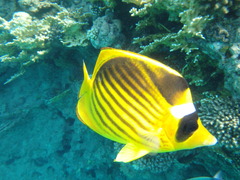Chaetodon fasciatus