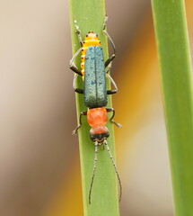 Chauliognathus tricolor