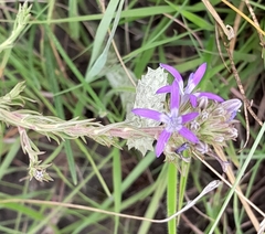 Wahlenbergia huttonii