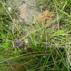 Wahlenbergia huttonii