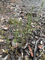 Cheilanthes sieberi